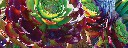 aeonium1