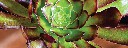 aeonium2