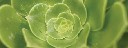 aeonium3
